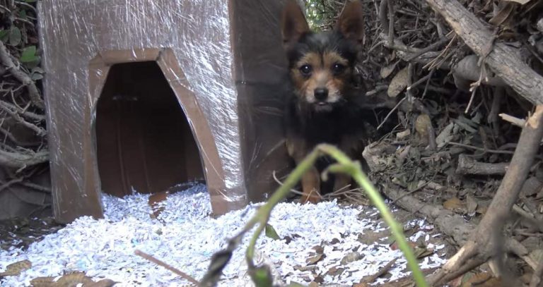 Good Samaritans Worry For The Safety Of Two Abandoned Dogs In The Cold