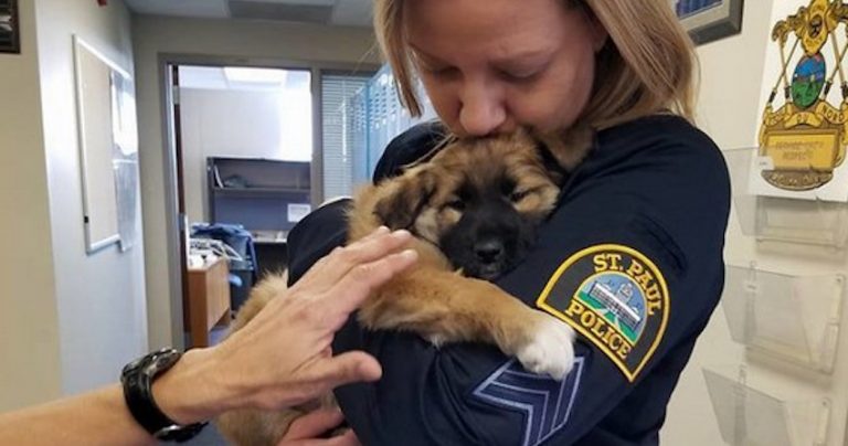 Puppy Rescued By Police Officer Reports for Cuddle Duty