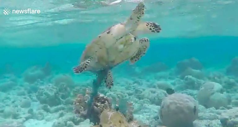 Man Saves Trapped Turtle Drowning In Water