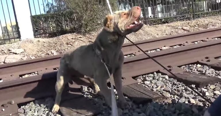 Injured Shar-Pei Lashes Out At Rescuers But Makes Amends Later