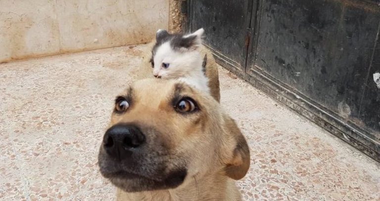Orphaned Kitten Persuades Street Dog Who Lost Her Puppies To Adopt Her