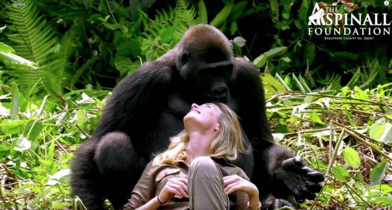 Wild Gorilla Is Smitten With Conservationist And Playfully Steals Her Baseball Cap
