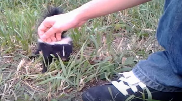 Baby Skunk Confuses Man’s Shoe For His Mom Prompting Adorable Rescue