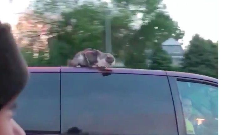 Terrified Cat Hitches Terrifying Ride On Top Of Car On Highway