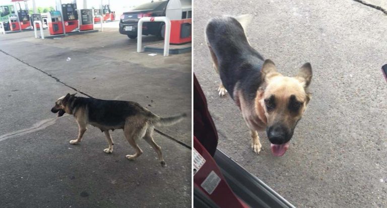 Abandoned German Shepherd At Gas Station Licks Woman’s Knee To Ask For Help