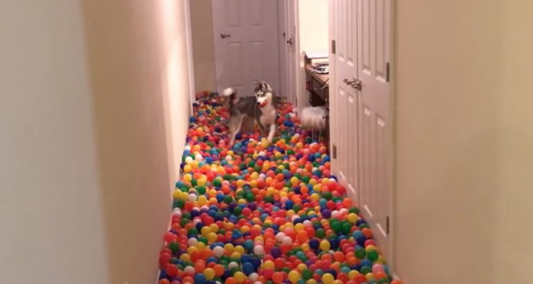 Dog Stunned With Happiness When His Human Reveals Homemade Ball Pit