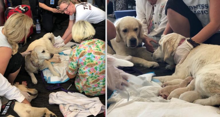 Mama Service Dog Has Puppies In Airport As Excited Papa Dog Proudly Looks On