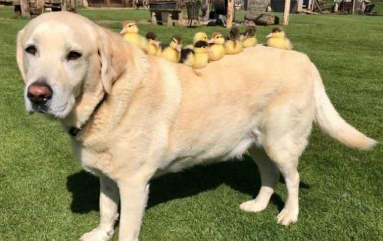 Senior Dog Becomes Dad To Nine Orphaned Ducklings