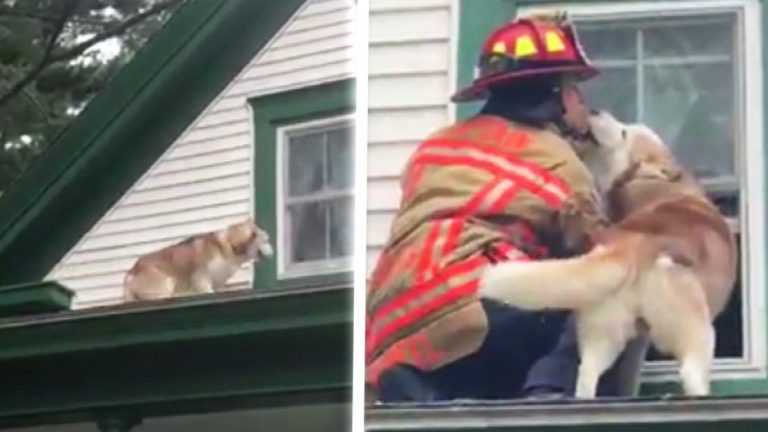 Husky Gives Thank You Kiss to Firefighter Who Rescues Him From Roof
