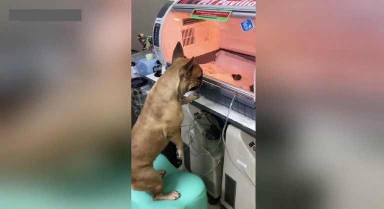 Mother Dog Watches Over Her Premature Newborn Puppies In Heartwarming Video