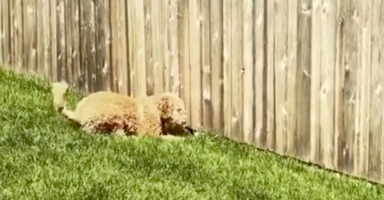 Puppy Sneaks Under Fence To Play With Dog