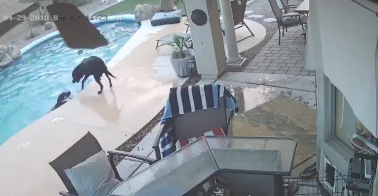 Security Cam Films Dog Coming To The Rescue Of His Friend In Pool