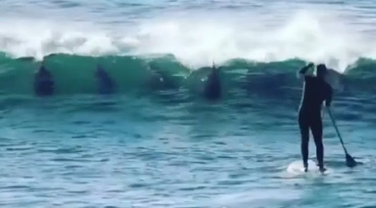 Dolphin ‘Pranks’ Stand-Up Paddle Boarder Just For The Fun Of It