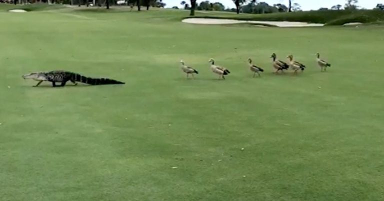 Geese Show Alligator He Is Not Welcome On Their Golf Course