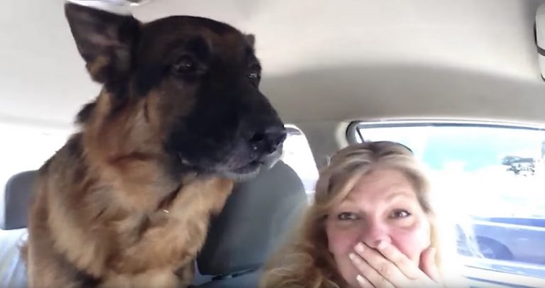 German Shepherd Suddenly Realizes He Is At The Vet
