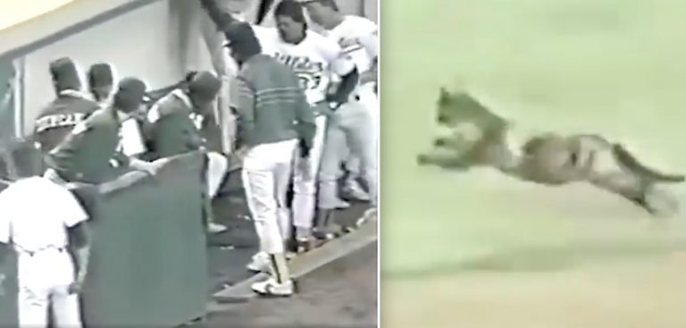 Stray Cat Who Interrupted Baseball Game Ends Up Saving Over 38,000 Lives