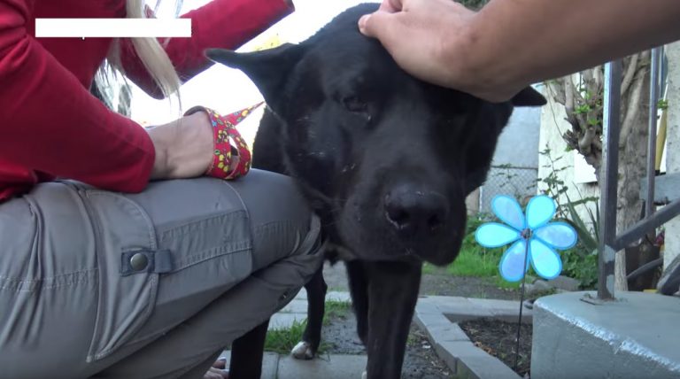 Akita Rescued Off The Streets Helps Save His Homeless Friend, A Sick Golden Retriever