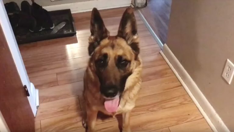 German Shepherd Loves Waking Kids Up For School Every Morning