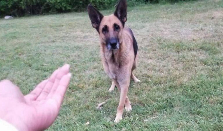Stray Dog Realizes Rescuers Are There To Help So She Brings Out Her Friend