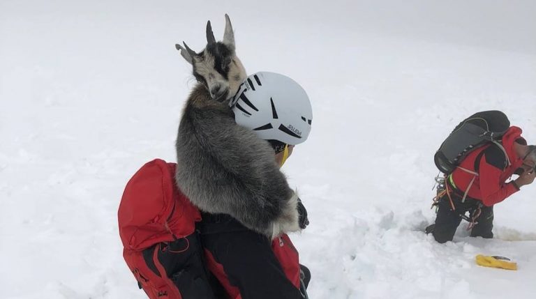 Adventurous Goat Stuck On Snowy Mountain Grateful To See Rescuers