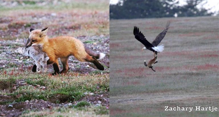 Bald Eagle Battles Baby Fox For Rabbit In The Skies Over Island
