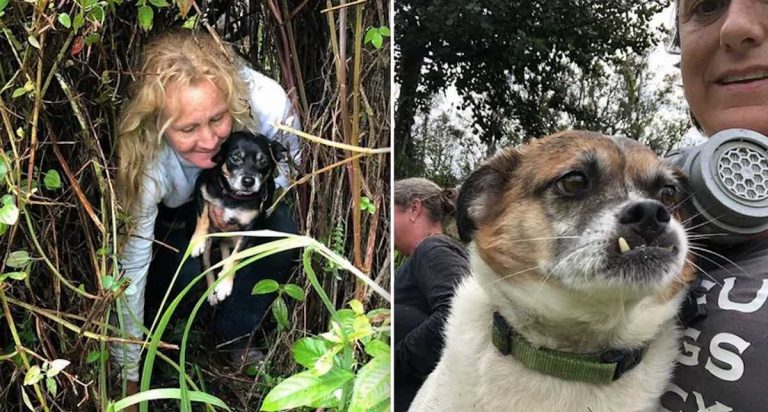 Dogs Surrounded By Lava And Stuck Behind Fence During Puna Eruption Rescued After 10 Days