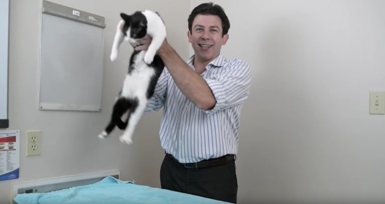 How To Pick Up A Cat Properly, A Vet’s Advice On Cat Handling