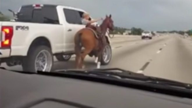 Drivers Save Terrified Horse Running Loose on Houston Freeway