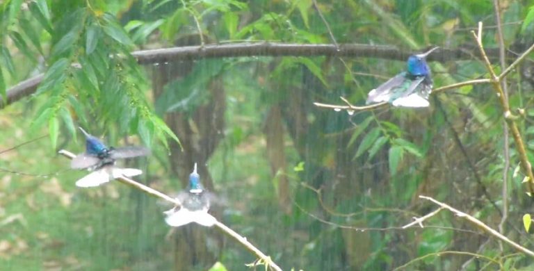 Hummingbirds Enjoying A Rain Shower Is Captivating To Watch