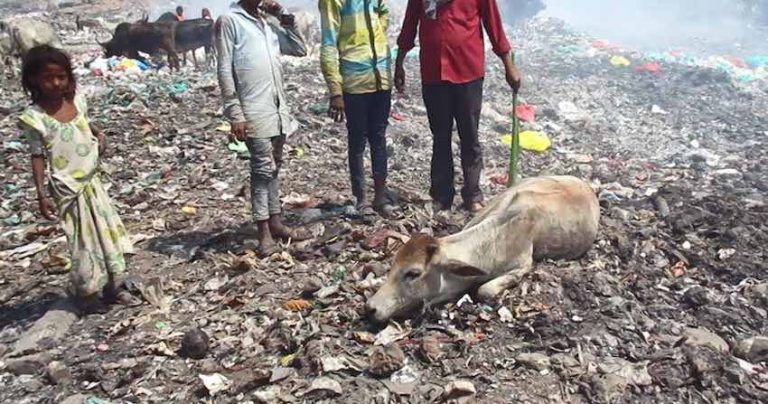 People Living At Garbage Dump Help Rescue Injured Cow