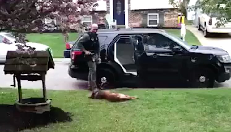 Adorable K9 Officer Refuses To Go To Work Until He Gets A Belly Rub