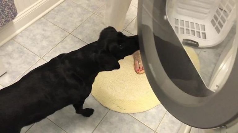 Dog Patiently Waits For Stuffed Animals To Come Out Of The Drying Machine