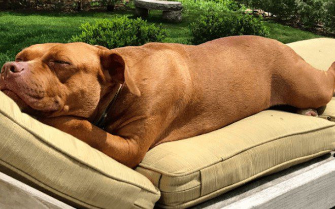 Dog Who Slept On Concrete Floor For 8 Years Finally Has All The Beds She Deserves