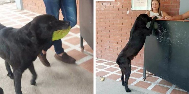 Smart Dog Brings A Leaf To Store Every Day To Buy Himself Treats