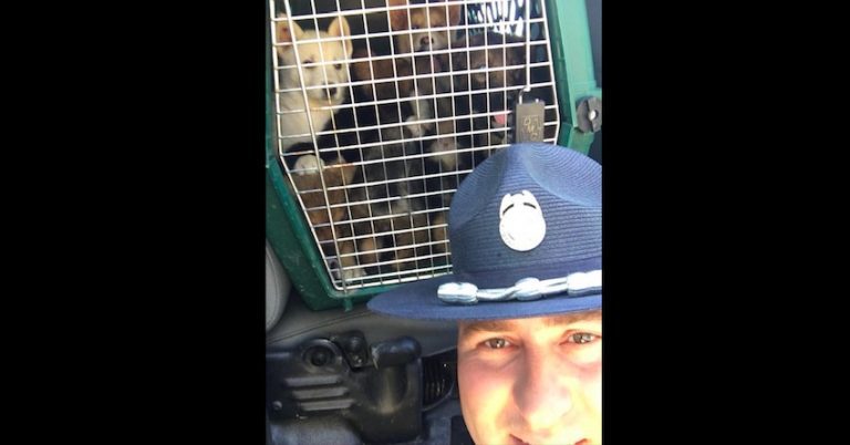 State Trooper Saves 10 Puppies Locked Inside Trunk of Hot Car
