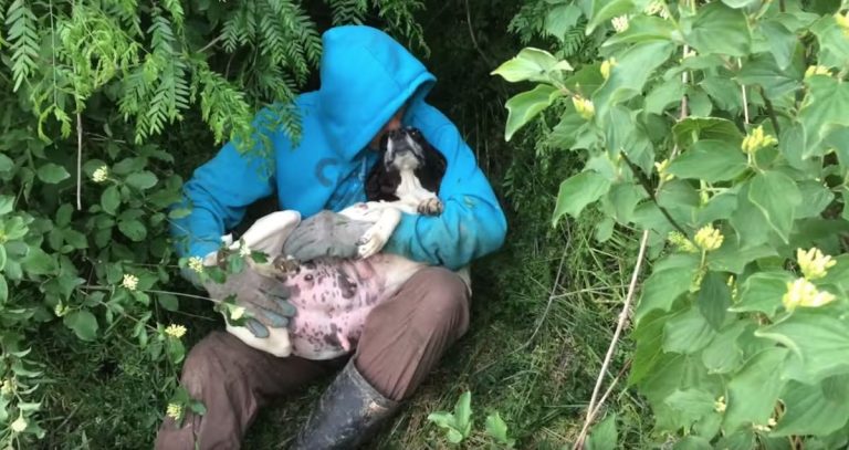 Pregnant Dog Looking For Help Collapses In Bushes Near Animal Shelter