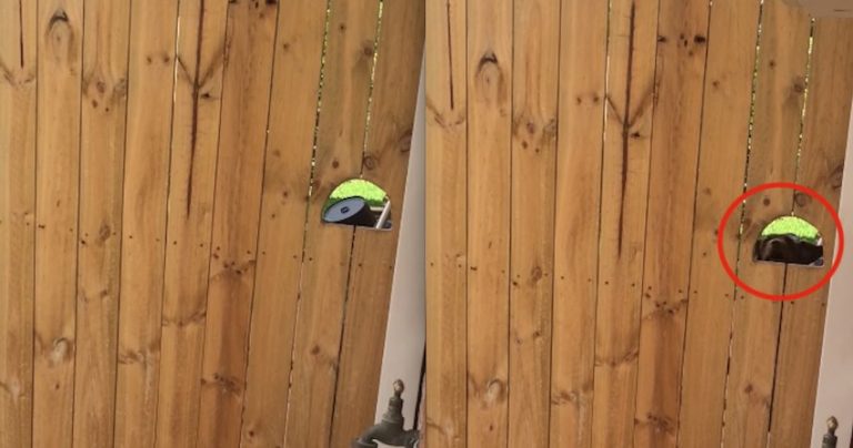 Tiny Dog Escapes Fenced Yard In Ingenious Way