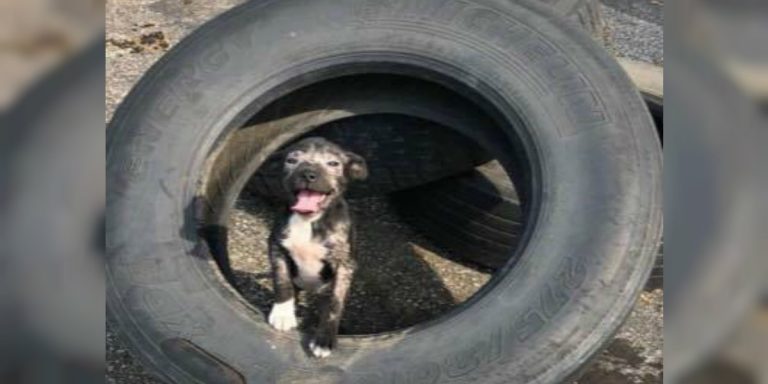 Puppy Living In Tire Gives Nothing But Smiles To People Who Rescued Her