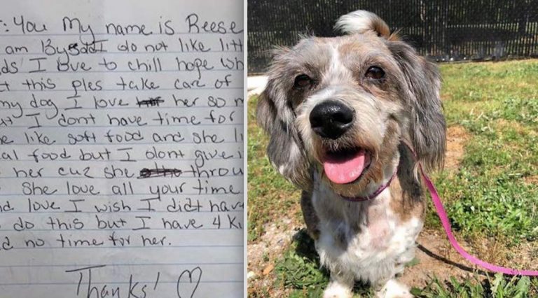 Senior Dog Abandoned On Woman’s Lawn With Heartbreaking Note