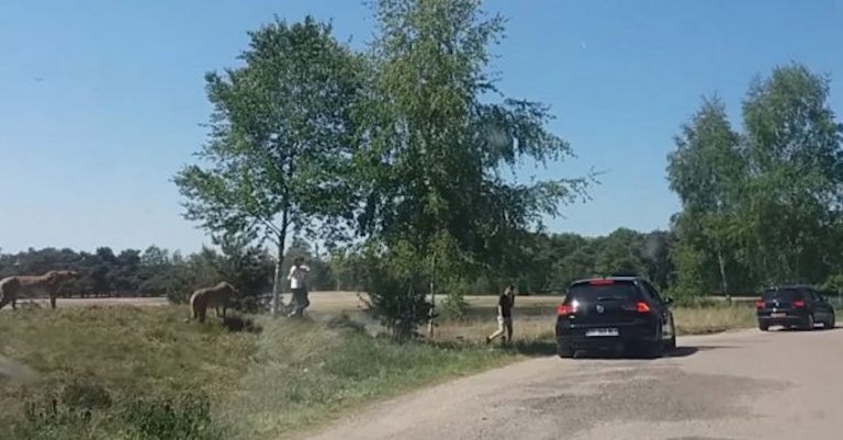 Family Chased By Cheetahs After Leaving Car In Dutch Safari Park
