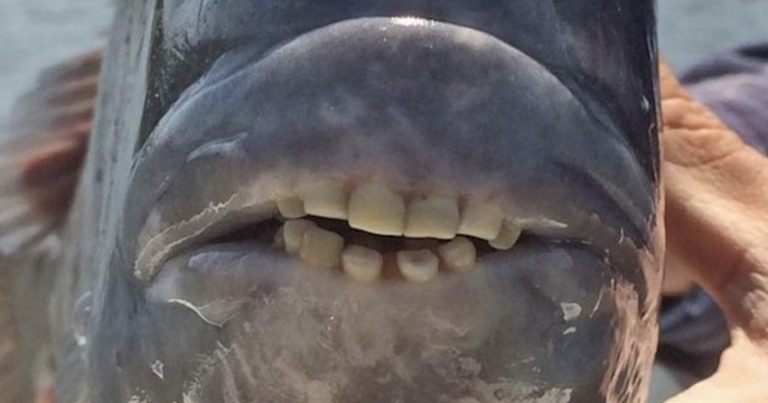 These Fish With Human-like Teeth Are Creeping People Out