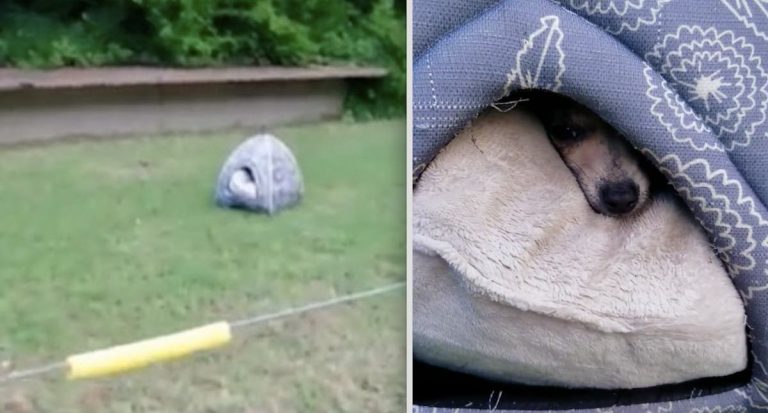 Woman Sees Tiny Dog House On Side Of Road And Realizes It Is Moving