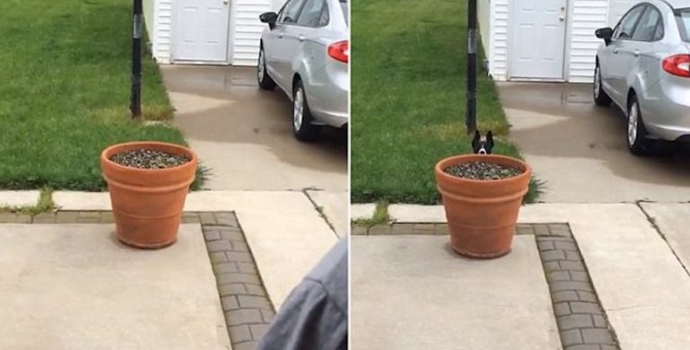 Funny Dog Thinks She Is Being Super Sneaky To Avoid Coming Back Inside