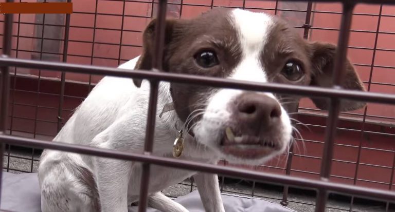 Rescuers Search For Days To Catch Dog Dumped At Airport, Her Reaction Makes It All Worthwhile