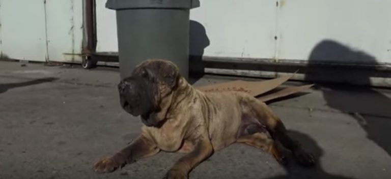 Senior Shar Pei With Swollen Face So Happy To See Rescuers