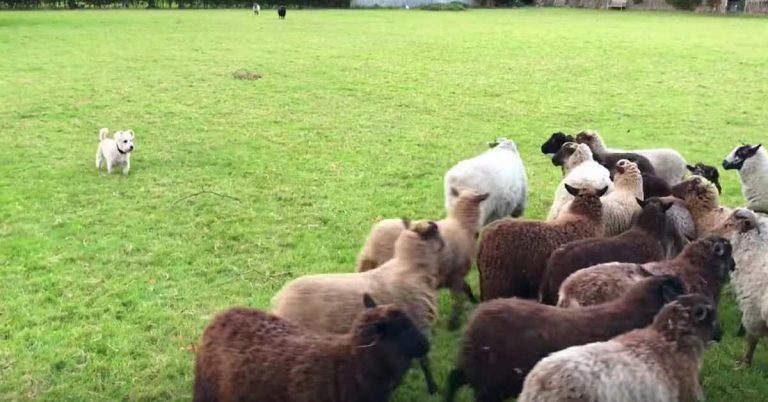 ‘World’s Worst Sheepdog’ Takes The Day Off Work, Gets The Sheep To Play With Him Instead