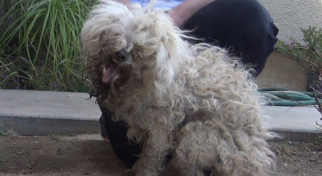 Homeless Dog Whose Mouth Was Burnt With Acid Is In The Best Place Now