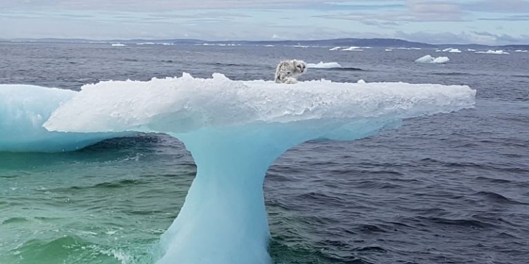 Arctic Fox Stranded On Iceberg Miles From Shore Rescued By Fishermen
