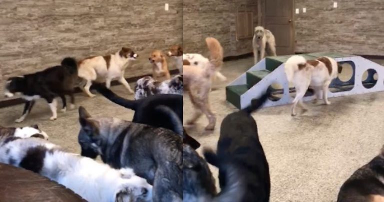 dogs at doggy daycare