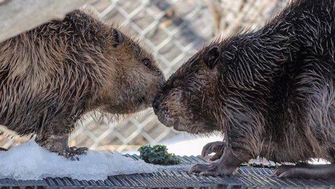 Injured Beavers Meet At Wildlife Refuge And Fall In Love